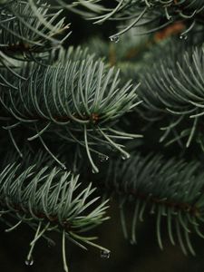 Preview wallpaper branches, spruce, drops, needles