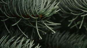 Preview wallpaper branches, spruce, drops, needles