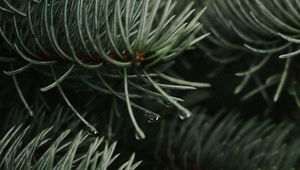 Preview wallpaper branches, spruce, drops, needles