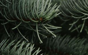 Preview wallpaper branches, spruce, drops, needles