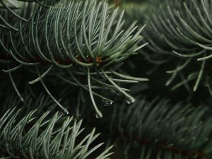 Preview wallpaper branches, spruce, drops, needles