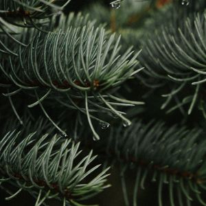 Preview wallpaper branches, spruce, drops, needles