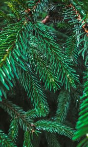 Preview wallpaper branches, spruce, drops, needles, macro