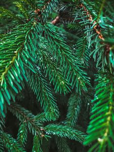Preview wallpaper branches, spruce, drops, needles, macro