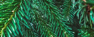 Preview wallpaper branches, spruce, drops, needles, macro