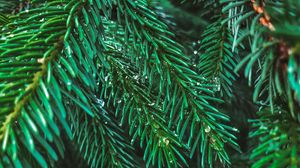 Preview wallpaper branches, spruce, drops, needles, macro