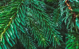 Preview wallpaper branches, spruce, drops, needles, macro