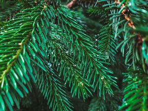 Preview wallpaper branches, spruce, drops, needles, macro