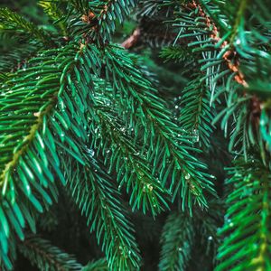 Preview wallpaper branches, spruce, drops, needles, macro