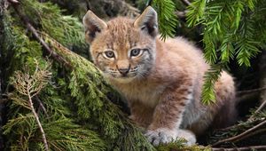 Preview wallpaper branches, spruce, pine needles, kitten, lynx