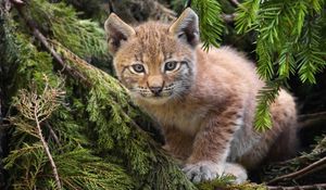 Preview wallpaper branches, spruce, pine needles, kitten, lynx