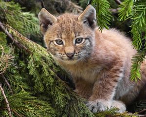 Preview wallpaper branches, spruce, pine needles, kitten, lynx