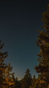 Preview wallpaper branches, spruce, starry sky, stars, night