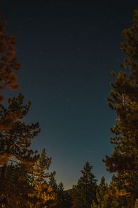 Preview wallpaper branches, spruce, starry sky, stars, night