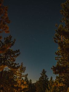 Preview wallpaper branches, spruce, starry sky, stars, night