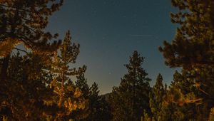 Preview wallpaper branches, spruce, starry sky, stars, night