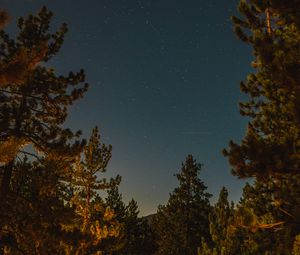 Preview wallpaper branches, spruce, starry sky, stars, night
