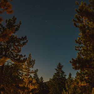 Preview wallpaper branches, spruce, starry sky, stars, night