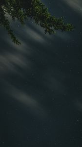 Preview wallpaper branches, starry sky, stars, night