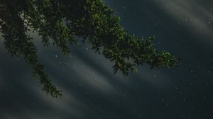 Preview wallpaper branches, starry sky, stars, night