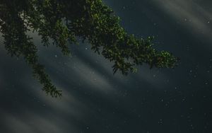 Preview wallpaper branches, starry sky, stars, night