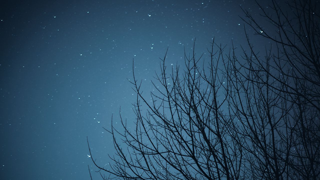 Wallpaper branches, starry sky, stars, night, dark