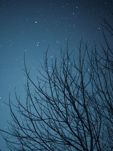 Preview wallpaper branches, starry sky, stars, night, dark