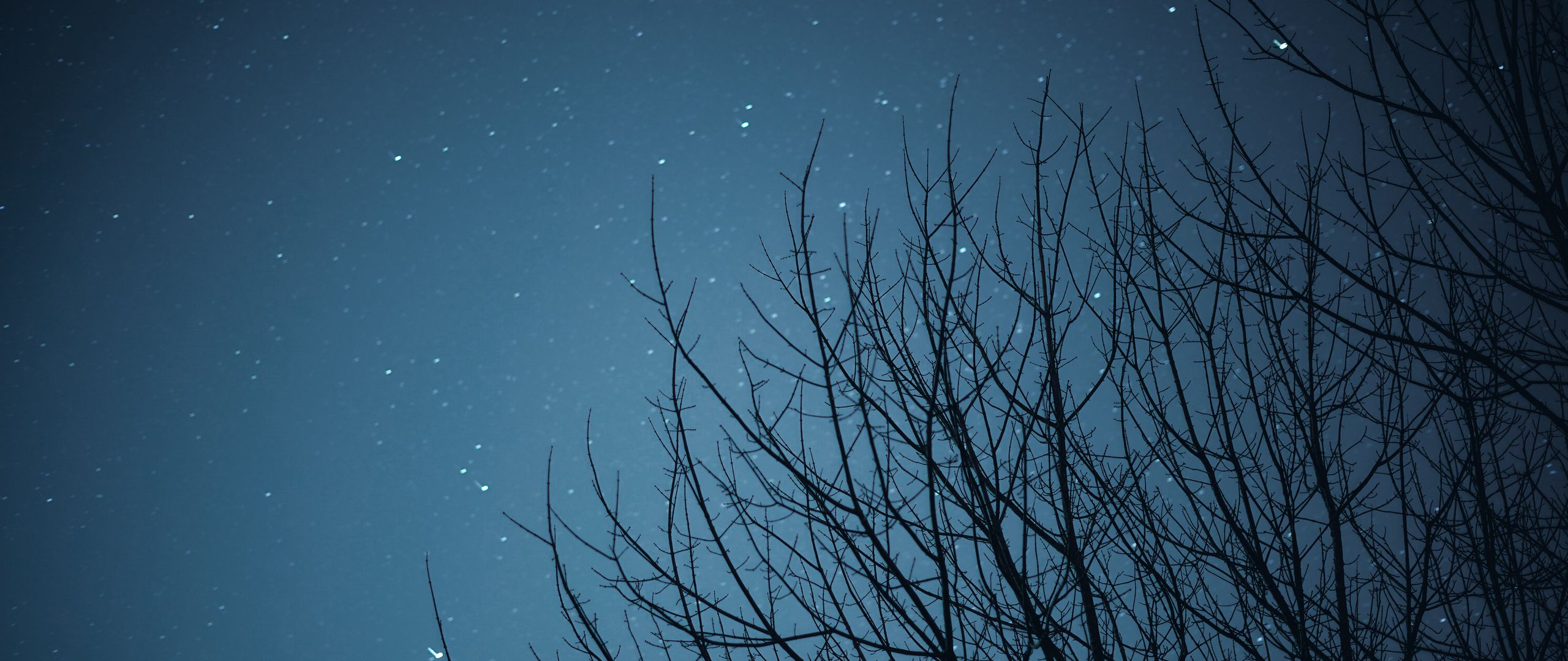 Download wallpaper 2560x1080 branches, starry sky, stars, night, dark