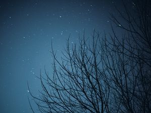 Preview wallpaper branches, starry sky, stars, night, dark
