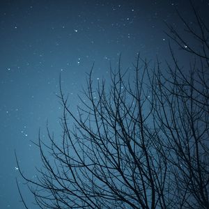 Preview wallpaper branches, starry sky, stars, night, dark