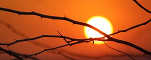 Preview wallpaper branches, sun, dawn, morning, bright