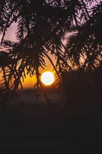 Preview wallpaper branches, sun, sunset, dark