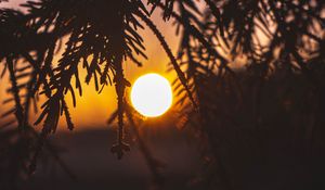 Preview wallpaper branches, sun, sunset, dark