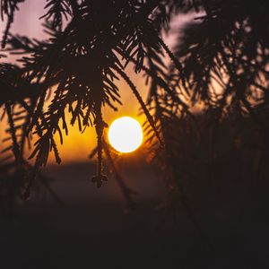 Preview wallpaper branches, sun, sunset, dark