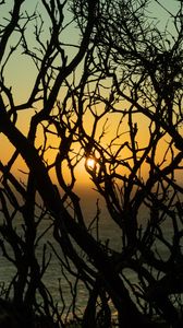 Preview wallpaper branches, sun, sunset, trees, dusk