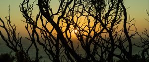 Preview wallpaper branches, sun, sunset, trees, dusk