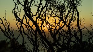 Preview wallpaper branches, sun, sunset, trees, dusk