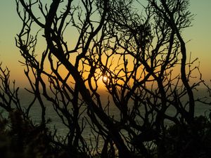 Preview wallpaper branches, sun, sunset, trees, dusk