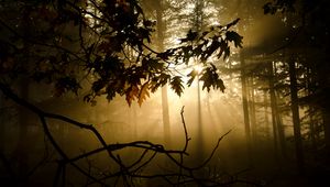 Preview wallpaper branches, sunlight, fog, forest, twiliduskght