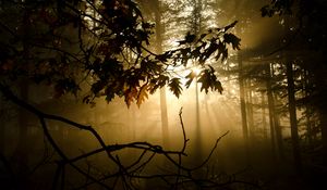 Preview wallpaper branches, sunlight, fog, forest, twiliduskght