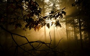 Preview wallpaper branches, sunlight, fog, forest, twiliduskght