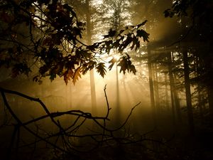 Preview wallpaper branches, sunlight, fog, forest, twiliduskght