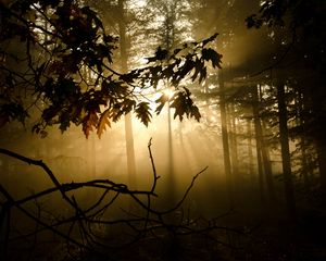 Preview wallpaper branches, sunlight, fog, forest, twiliduskght