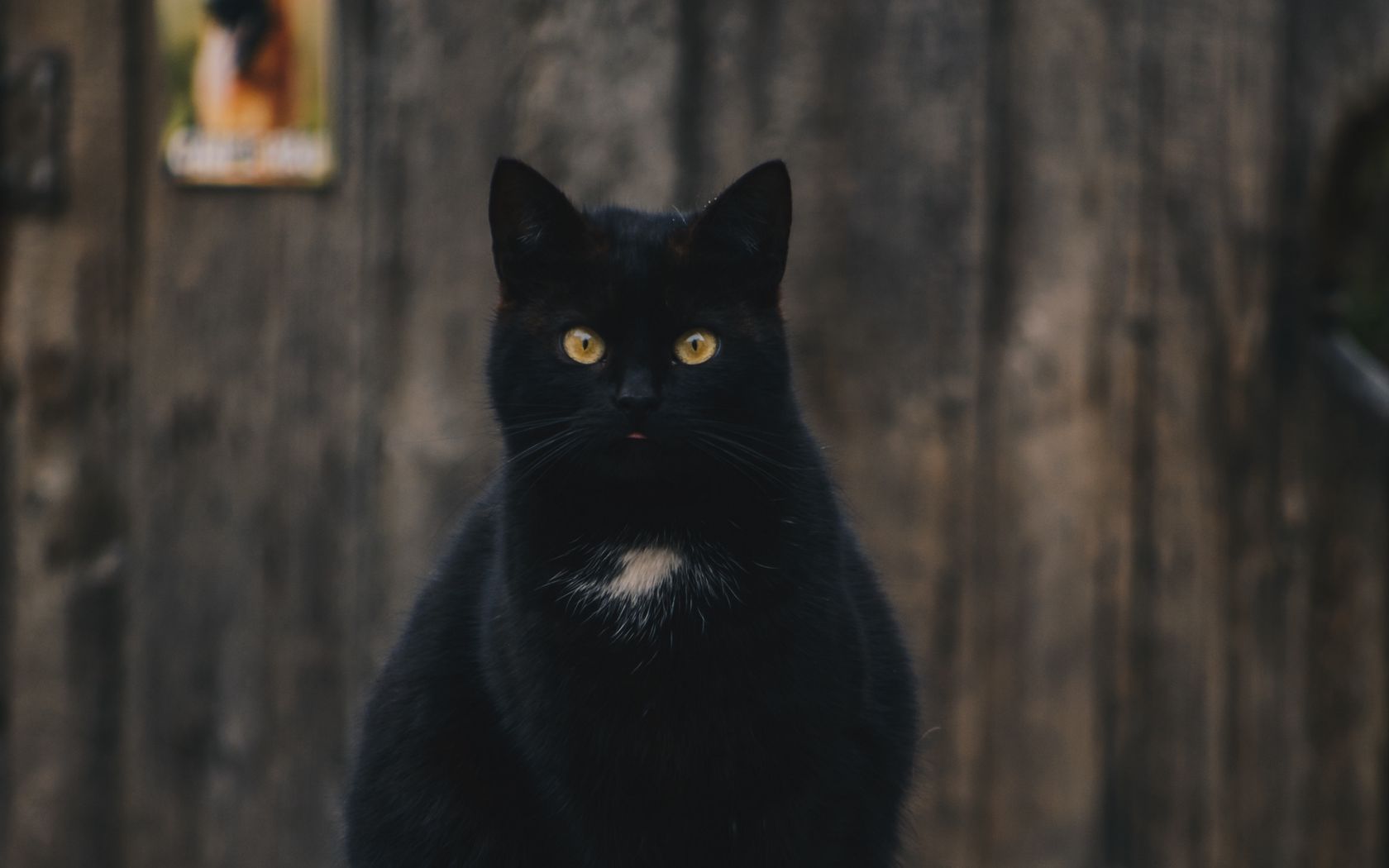 Черный кот 4к