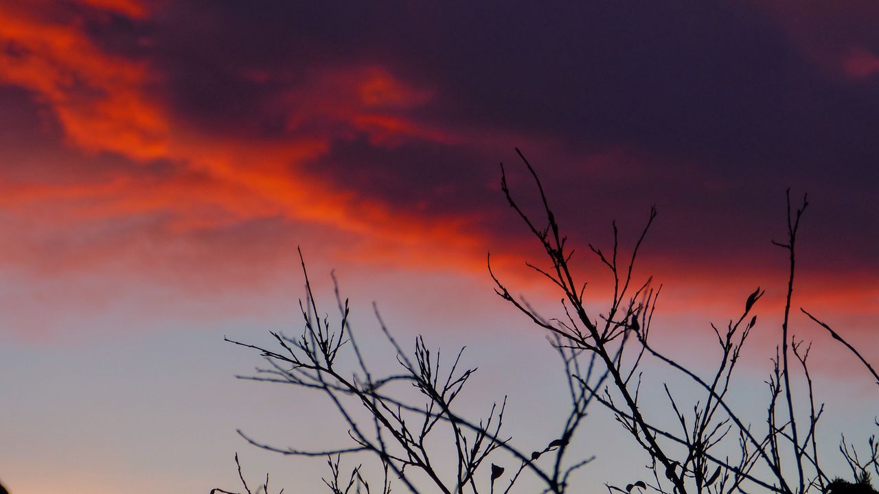 Wallpaper branches, sunrise, sky, through