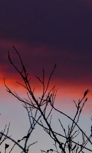 Preview wallpaper branches, sunrise, sky, through