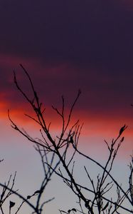 Preview wallpaper branches, sunrise, sky, through
