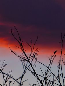 Preview wallpaper branches, sunrise, sky, through