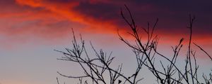 Preview wallpaper branches, sunrise, sky, through