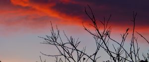 Preview wallpaper branches, sunrise, sky, through